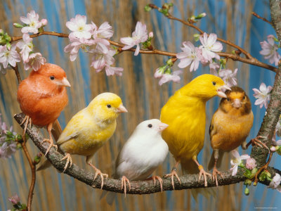 Different types of birds in the world