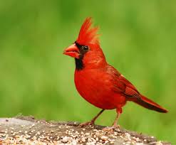 Different types of birds in the world
