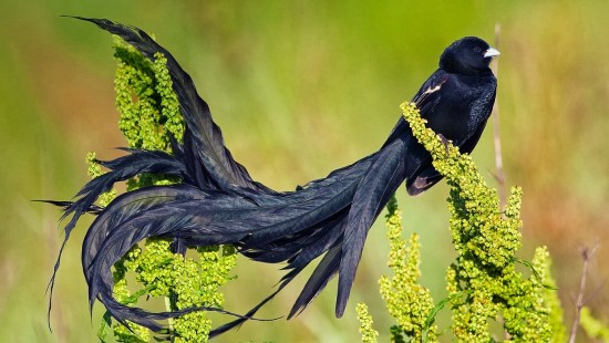 Different types of birds in the world