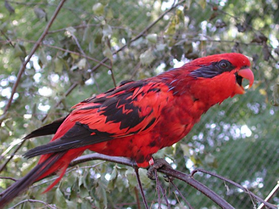 Different types of birds in the world