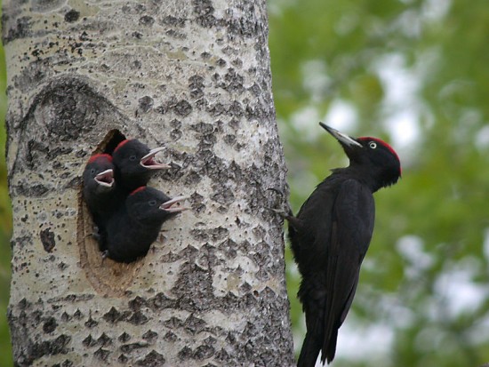 Different types of birds in the world