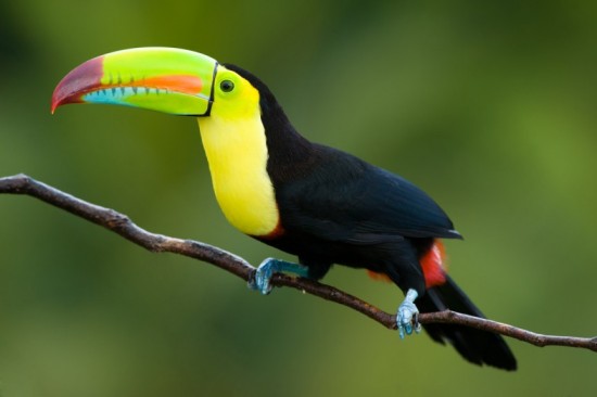 Different types of birds in the world