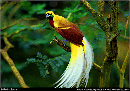 Different types of birds in the world