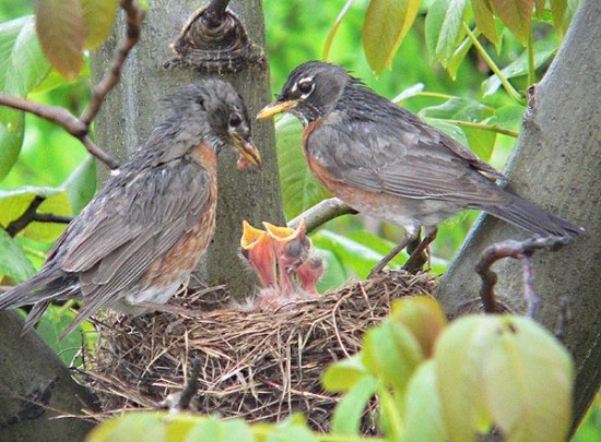 Different types of birds in the world