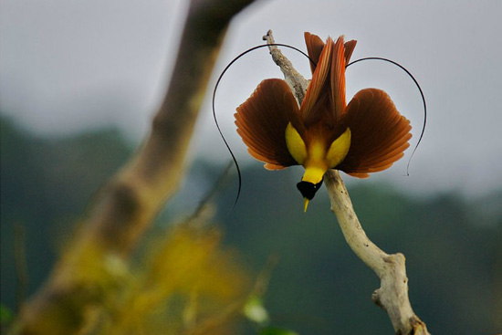 Different types of birds in the world