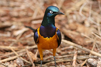 Different types of birds in the world