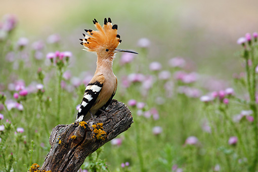 Different types of birds in the world