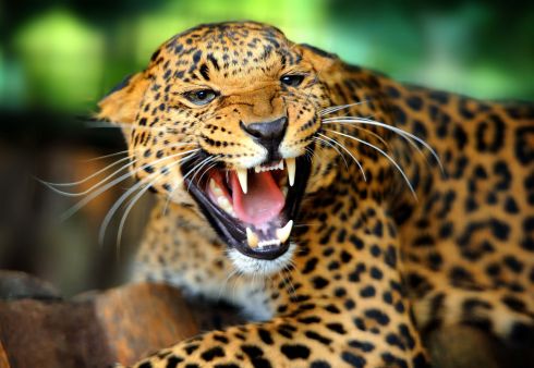 Most dangerous animals in the world 