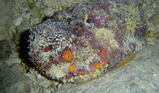Most dangerous animals in the world 
