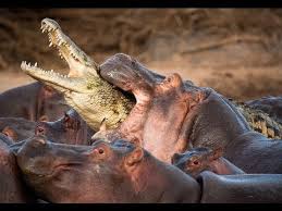 Most dangerous animals in the world 