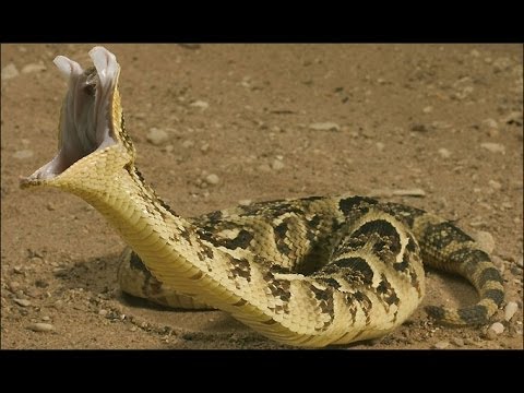 Most dangerous animals in the world 