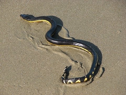 Most dangerous animals in the world 