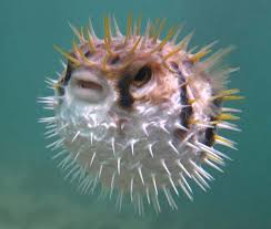 Most dangerous animals in the world 