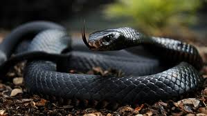 Most dangerous animals in the world 