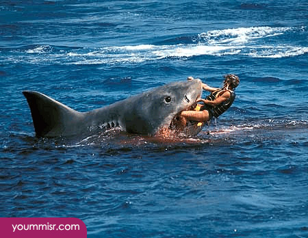 Most dangerous animals in the world 