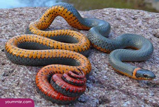Most dangerous animals in the world 