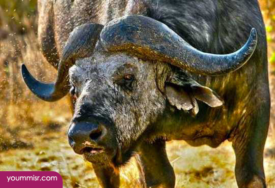 Most dangerous animals in the world 