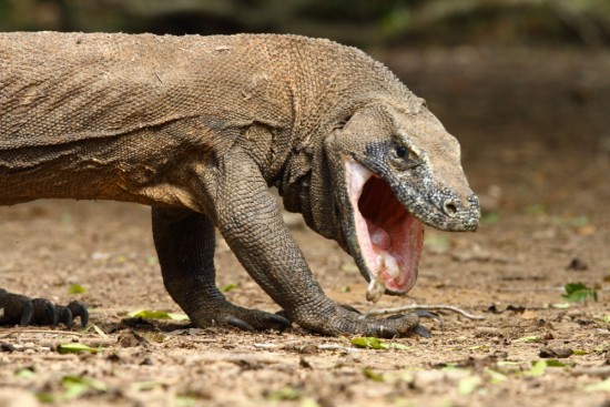 Most dangerous animals in the world 