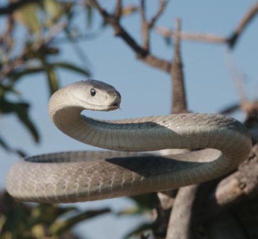 Most dangerous animals in the world 
