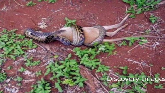 Most dangerous animals in the world 