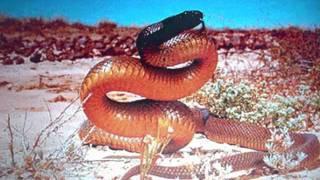 Most dangerous animals in the world 