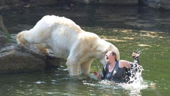 Most dangerous animals in the world 