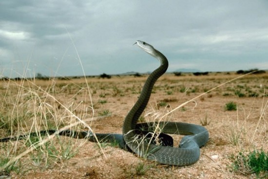 Most dangerous animals in the world 
