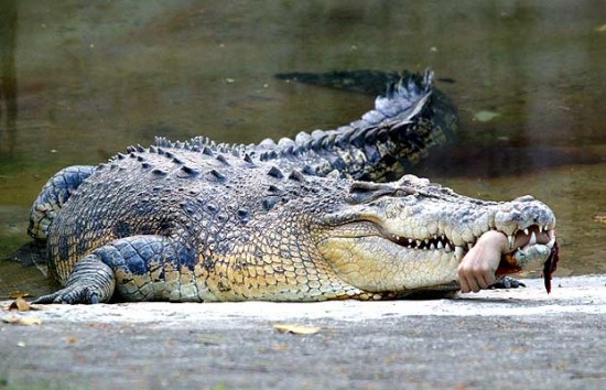 Most dangerous animals in the world 