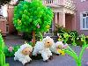 Balloon Decorating Ideas