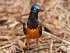 Different types of birds in the world