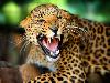 Most dangerous animals in the world 