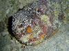 Most dangerous animals in the world 