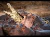 Most dangerous animals in the world 
