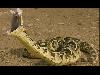 Most dangerous animals in the world 