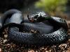 Most dangerous animals in the world 