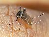 Most dangerous animals in the world 