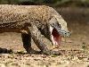Most dangerous animals in the world 