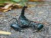 Most dangerous animals in the world 