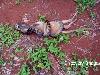 Most dangerous animals in the world 