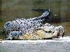 Most dangerous animals in the world 