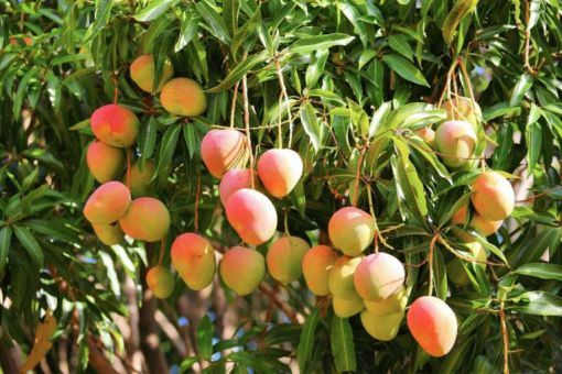 Mango Tea Anyone? 7 Most Unique Mango Dishes You Really Need To Try