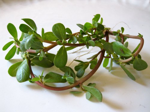 12 Vegetables That You Have Probably Never Heard Of
