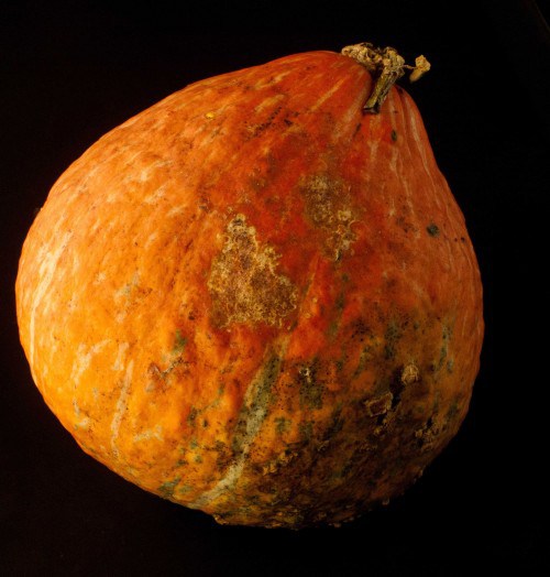 12 Vegetables That You Have Probably Never Heard Of