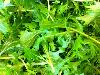 12 Vegetables That You Have Probably Never Heard Of