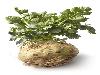 12 Vegetables That You Have Probably Never Heard Of