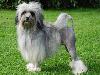 Top 10 Most Expensive Dog Breeds