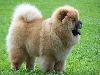 Top 10 Most Expensive Dog Breeds