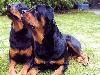 Top 10 Most Expensive Dog Breeds