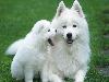 Top 10 Most Expensive Dog Breeds