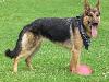 Top 10 Most Expensive Dog Breeds